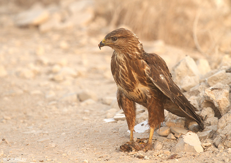   . Steppe Buzzard  Buteo buteo vulpinus.Beit Shean valley,November 2010   Lior Kislev     